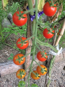 栽培期間中農薬不使用マイクロトマト