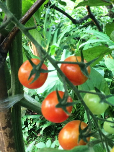栽培期間中農薬不使用ミニトマト
