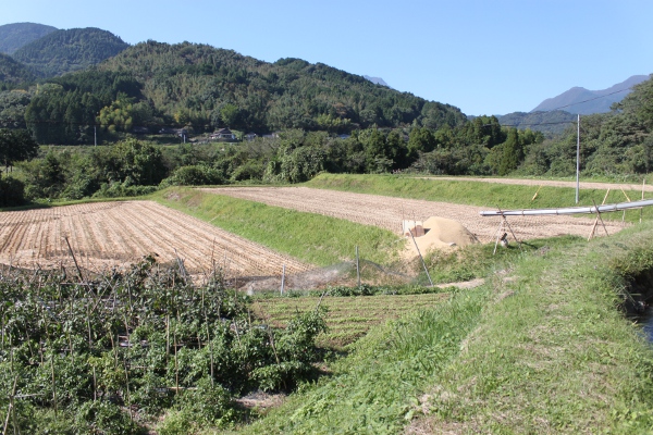 刈られた後の田んぼに米ぬかを漉き込むので更に低肥料に！