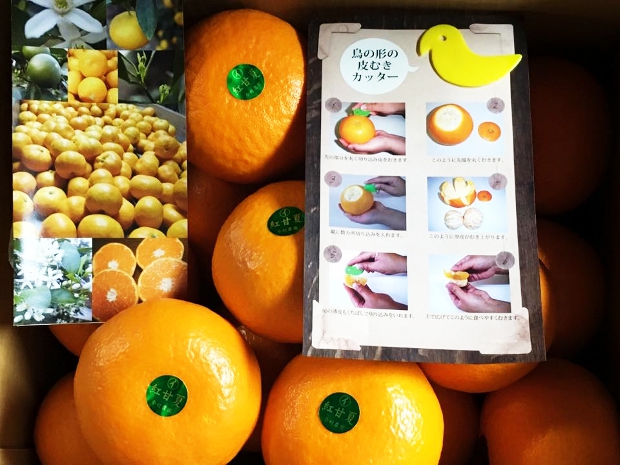 あまくさオレンジの農家さんが贈る『蔵出し紅甘夏』は一味違う！！