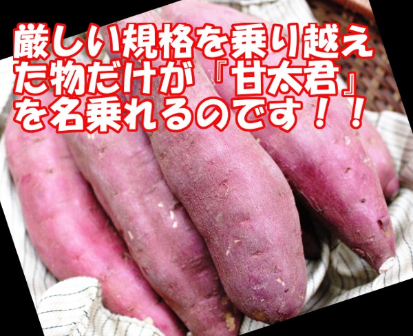 大分特産焼き芋用高糖度サツマイモ『甘太くん（かんたくん）』