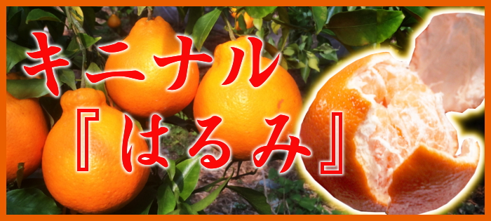 大分県産ハウス栽培 キニナルはるみ 数量限定 旬の逸品 石川 石川青果